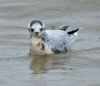 Little Gull at Canvey Point (Graham Oakes) (62831 bytes) Little Gull at Canvey Point (Graham Oakes) (62831 bytes)
