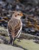 Snow Bunting at Wallasea Island (RSPB) (Jeff Delve) (92633 bytes) Snow Bunting at Wallasea Island (RSPB) (Jeff Delve) (92633 bytes)