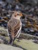 Snow Bunting at Wallasea Island (RSPB) (Jeff Delve) (92633 bytes)