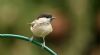 Marsh Tit at Hockley Woods (Steve Arlow) (68546 bytes) Marsh Tit at Hockley Woods (Steve Arlow) (68546 bytes)