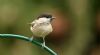 Marsh Tit at Hockley Woods (Steve Arlow) (68546 bytes)