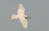 Iceland Gull at Private site with no public access (Steve Arlow) (92114 bytes)