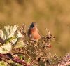 Dartford Warbler at Canvey Heights C.P. & Newlands (Vince Kinsler) (110368 bytes)