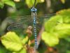 Southern Migrant Hawker at Bowers Marsh (RSPB) (Graham Oakes) (63556 bytes)