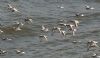 Sanderling at Gunners Park (Graham Mee) (52720 bytes)