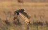 Short-eared Owl at Wallasea Island (RSPB) (Jeff Delve) (29038 bytes)