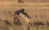 Short-eared Owl at Wallasea Island (RSPB) (Jeff Delve) (29038 bytes) Short-eared Owl at Wallasea Island (RSPB) (Jeff Delve) (29038 bytes)