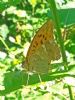 Silver-washed Fritillary at Belfairs N.R. (Paul Griggs) (82145 bytes) Silver-washed Fritillary at Belfairs N.R. (Paul Griggs) (82145 bytes)