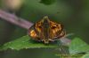 Large Skipper at Benfleet Downs (Richard Howard) (51618 bytes)