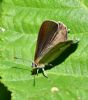 Purple Hairstreak at Belfairs N.R. (Graham Oakes) (143994 bytes)