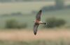 Red-footed Falcon at Vange Marsh (RSPB) (Steve Arlow) (23156 bytes) Red-footed Falcon at Vange Marsh (RSPB) (Steve Arlow) (23156 bytes)