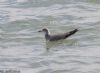 Sabine's Gull at Canvey Point (Jeff Delve) (60242 bytes)