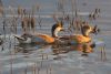  White-cheeked Pintail at Bowers Marsh (RSPB) (Tim Bourne) (60567 bytes)