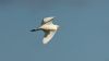 Cattle Egret at Wallasea Island (RSPB) (Steve Arlow) (11941 bytes)