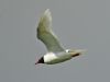 Mediterranean Gull at Bowers Marsh (RSPB) (Graham Oakes) (24443 bytes) Mediterranean Gull at Bowers Marsh (RSPB) (Graham Oakes) (24443 bytes)
