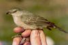 Barred Warbler at Hadleigh Downs (Richard Howard) (120243 bytes)