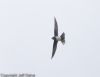 Alpine Swift at Hadleigh Downs (Jeff Delve) (14397 bytes)