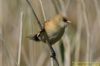 Bearded Tit at Vange Marsh (RSPB) (Richard Howard) (38204 bytes)