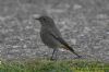 Black Redstart at Canvey Point (Richard Howard) (76779 bytes)