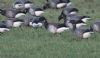 Pale-bellied Brent Goose at Wallasea Island (RSPB) (Jeff Delve) (57903 bytes) Pale-bellied Brent Goose at Wallasea Island (RSPB) (Jeff Delve) (57903 bytes)