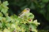 Firecrest at Shoebury East Beach (Richard Howard) (101741 bytes)