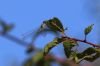 Willow Emerald Damselfly at Bowers Marsh (RSPB) (Tim Bourne) (34944 bytes)