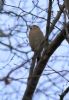 Hawfinch at Pound Wood (Tim Bourne) (67749 bytes)