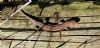 Common Lizard at South Fambridge (Paul Baker) (131733 bytes)