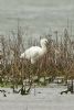 Spoonbill at Wallasea Island (RSPB) (Graham Oakes) (96406 bytes)