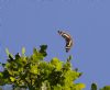 Purple Emperor at Belfairs N.R. (Jeff Delve) (62655 bytes)