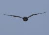 Short-eared Owl at Wallasea Island (RSPB) (Jeff Delve) (15962 bytes) Short-eared Owl at Wallasea Island (RSPB) (Jeff Delve) (15962 bytes)