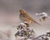 Meadow Pipit at Bowers Marsh (RSPB) (Vince Kinsler) (49938 bytes)