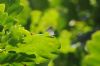 Purple Hairstreak at Belfairs N.R. (Richard Howard) (54140 bytes)