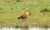 Cape Shelduck at Bowers Marsh (RSPB) (Steve Arlow) (165351 bytes)