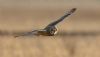 Short-eared Owl at Wallasea Island (RSPB) (Jeff Delve) (22036 bytes) Short-eared Owl at Wallasea Island (RSPB) (Jeff Delve) (22036 bytes)