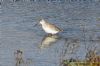 Spotted Redshank at Tewkes Creek (Richard Howard) (99563 bytes)