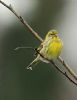 Serin at Gunners Park (Graham Oakes) (155174 bytes)