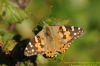 Painted Lady at Gunners Park (Richard Howard) (104336 bytes)