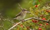 Spotted Flycatcher at Gunners Park (Steve Arlow) (60865 bytes)