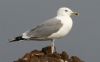Caspian Gull at Private site with no public access (Steve Arlow) (28783 bytes) Caspian Gull at Private site with no public access (Steve Arlow) (28783 bytes)