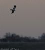 Hen Harrier at Wallasea Island (RSPB) (Jeff Delve) (29565 bytes)