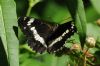 White Admiral at Belfairs Great Wood (Richard Howard) (63869 bytes)