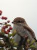 Red-backed Shrike at Private site with no public access (Alan Shearman) (45288 bytes) Red-backed Shrike at Private site with no public access (Alan Shearman) (45288 bytes)