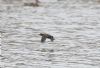 Water Rail at Gunners Park (Andrew Armstrong) (65827 bytes)