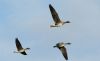 Tundra Bean Goose at Fleet Head (Steve Arlow) (19040 bytes) Tundra Bean Goose at Fleet Head (Steve Arlow) (19040 bytes)