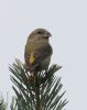 Parrot Crossbill at Gunners Park (Jeff Delve) (54935 bytes)