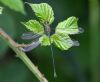 Willow Emerald Damselfly at Bowers Marsh (RSPB) (Graham Oakes) (53359 bytes)