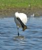 Spoonbill at Bowers Marsh (RSPB) (Graham Oakes) (71877 bytes)