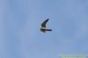 Hobby at Benfleet Downs (Richard Howard) (40954 bytes)