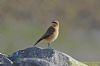 Wheatear at Shoebury East Beach (Richard Howard) (44743 bytes)